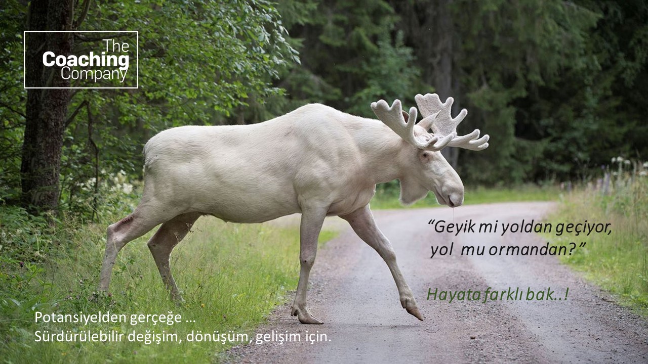 “Geyik mi yoldan geçiyor,   yol  mu ormandan? ”  Hayata farklı bak..!